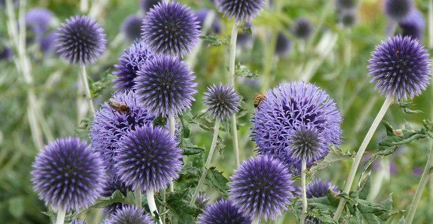Bělotrn vyžaduje při pěstování teplo a sucho