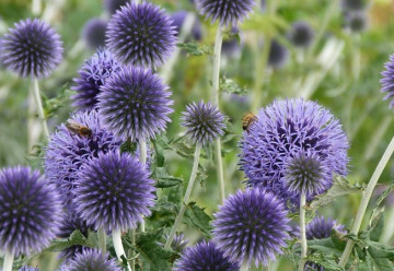Bělotrn vyžaduje při pěstování teplo a sucho