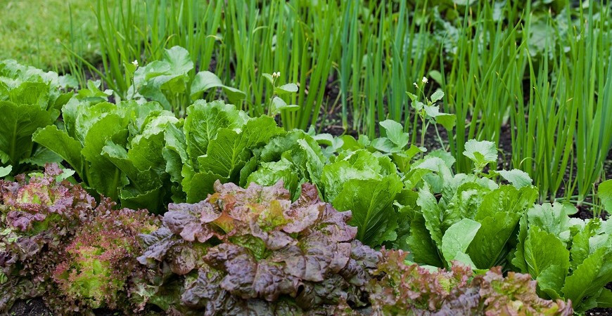 Jakou zeleninu můžete vysít i v srpnu?