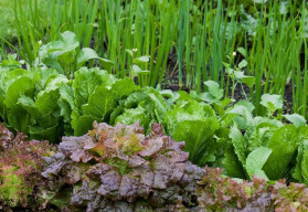 Jakou zeleninu můžete vysít i v srpnu?