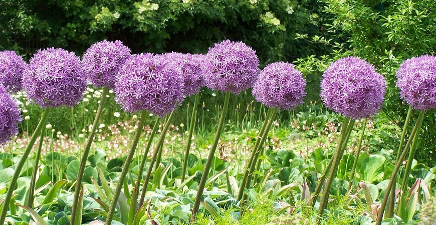  Jaké cibuloviny by vám v zahradě neměly chybět?