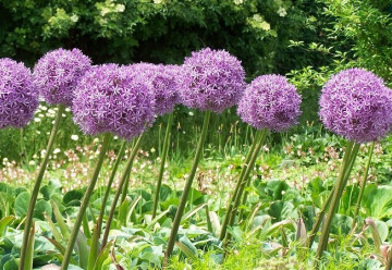  Jaké cibuloviny by vám v zahradě neměly chybět?