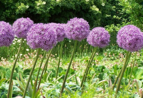  Jaké cibuloviny by vám v zahradě neměly chybět?
