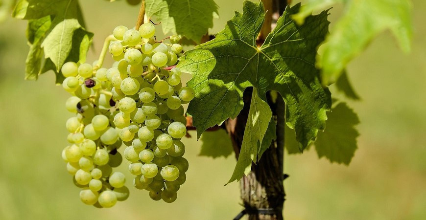 Jak se v prvních letech postarat o sazenice vinné révy?