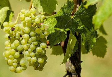 Jak se v prvních letech postarat o sazenice vinné révy?