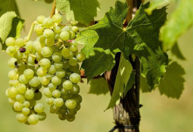 Jak se v prvních letech postarat o sazenice vinné révy?