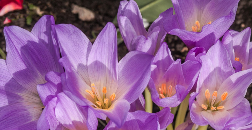Vykvetly vám na zahradě maxi krokusy? Omyl, jsou to ocúny neboli naháčky