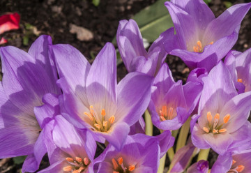 Vykvetly vám na zahradě maxi krokusy? Omyl, jsou to ocúny neboli naháčky