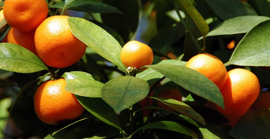 Nezapomeňte zazimovat choulostivé rostliny a letněné pokojovky 