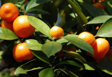 Nezapomeňte zazimovat choulostivé rostliny a letněné pokojovky 