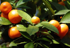 Nezapomeňte zazimovat choulostivé rostliny a letněné pokojovky 