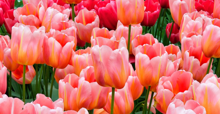 Nejoblíbenější jarní cibuloviny - jak na jejich pěstování?