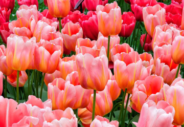 Nejoblíbenější jarní cibuloviny - jak na jejich pěstování?