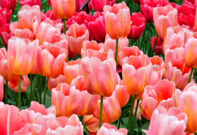 Nejoblíbenější jarní cibuloviny - jak na jejich pěstování?