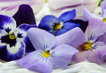 Do salátů i dezertů - jedlé květy bylinek, okrasných i planých rostlin