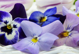 Do salátů i dezertů - jedlé květy bylinek, okrasných i planých rostlin