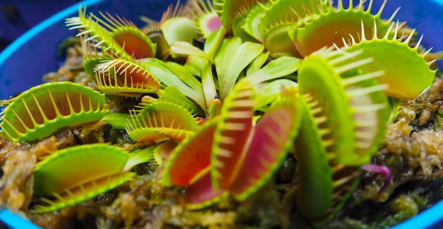 Jaké květiny pořídit do pokojů malých pěstitelů?