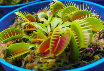 Jaké květiny pořídit do pokojů malých pěstitelů?