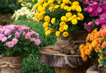 Nevšední krásu chryzantém oceníte v trvalkovém záhonu i ve váze 