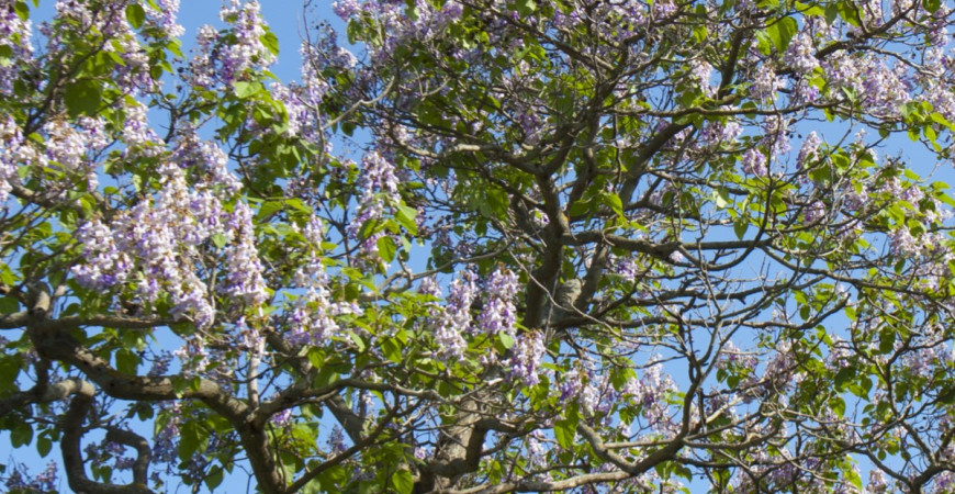 Císařský strom neboli Paulovnie - velmi odolný okrasný strom