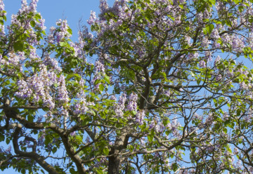 Císařský strom neboli Paulovnie - velmi odolný okrasný strom