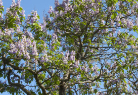 Císařský strom neboli Paulovnie - velmi odolný okrasný strom