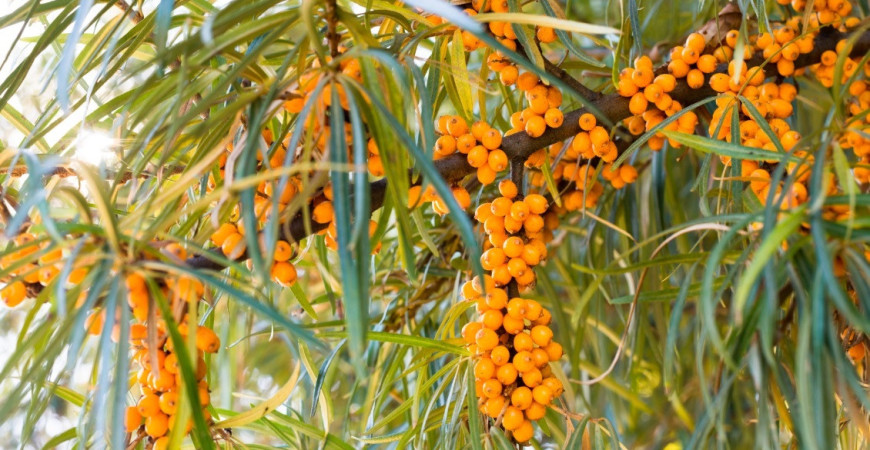 Některému ovoci svědčí přemrznutí. Které to je?