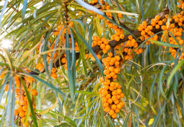 Některému ovoci svědčí přemrznutí. Které to je?