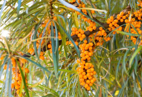 Některému ovoci svědčí přemrznutí. Které to je?