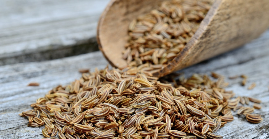 Kmín je jedním z nejstarších koření jak u nás, tak i ve světě 