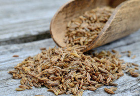 Kmín je jedním z nejstarších koření jak u nás, tak i ve světě 