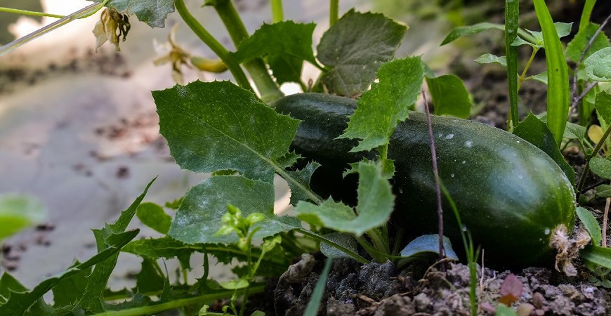 Nedaří se vám pěstování okurek? 
