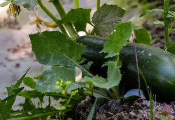 Nedaří se vám pěstování okurek? 