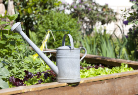 Popenec není jen plevel!