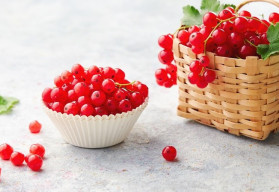 Rybíz, oblíbené bobulové ovoce