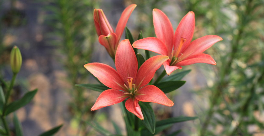 Je čas vysadit cibuloviny, které kvetou v létě