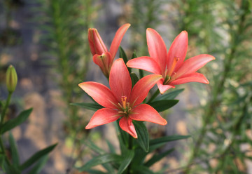 Je čas vysadit cibuloviny, které kvetou v létě