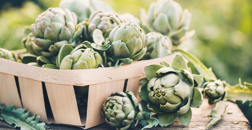 Artyčok u nás příliš známý není, jak na jeho pěstování?