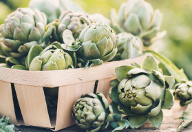 Artyčok u nás příliš známý není, jak na jeho pěstování?