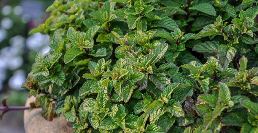 Máta má množství odrůd a kultivarů, k létu tato bylinka neodmyslitelně patří 