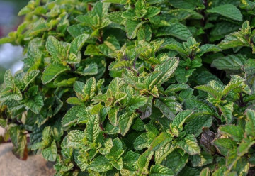 Máta má množství odrůd a kultivarů, k létu tato bylinka neodmyslitelně patří 