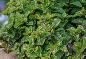 Máta má množství odrůd a kultivarů, k létu tato bylinka neodmyslitelně patří 