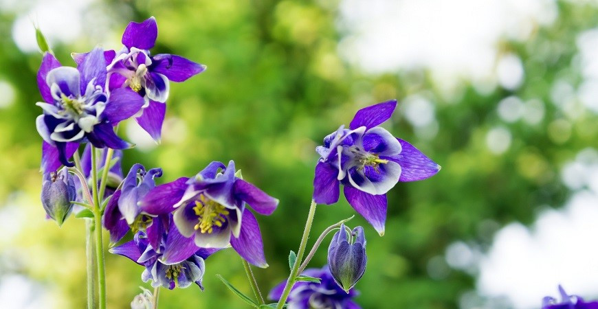 Máte na zahradě polostinný kout? Vysaďte pestrobarevné orlíčky! 