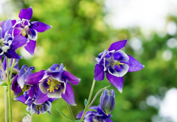 Máte na zahradě polostinný kout? Vysaďte pestrobarevné orlíčky! 