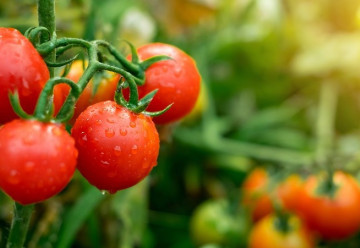 Rajčata vypěstujete i na terase. Jak na jejich pěstování?