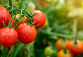 Rajčata vypěstujete i na terase. Jak na jejich pěstování?