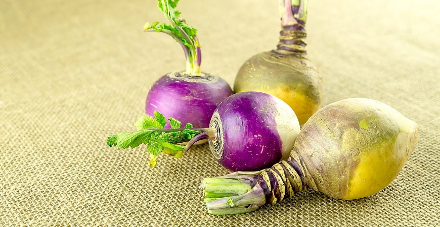 Naši předci na něj nedali dopustit, tuřín je chutnou a zdravou zeleninou 