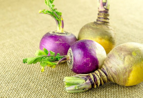 Naši předci na něj nedali dopustit, tuřín je chutnou a zdravou zeleninou 