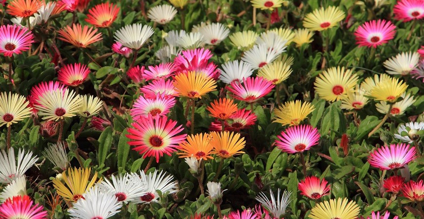 Bojujete každý rok se suchem a rostlinám se na záhonech nedaří? Vysaďte odolné letničky, kterým sucho a slunce nevadí