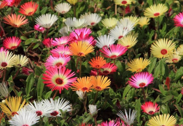 Bojujete každý rok se suchem a rostlinám se na záhonech nedaří? Vysaďte odolné letničky, kterým sucho a slunce nevadí